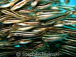 Right in the middle of the school. In shallow water, this... by Stephen Holinski 
